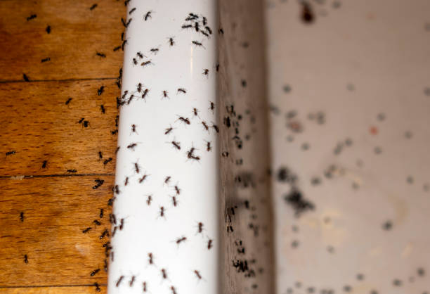 Best Pest Inspection Near Me  in Franklin Lakes, NJ